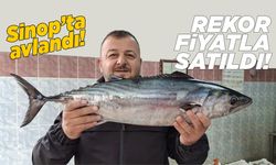 Sinop’ta avlanan torik rekor fiyata alıcı buldu