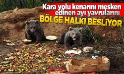 Yavru ayılar kara yolunu mesken etti