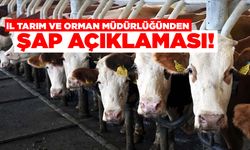 Sinop’ta şap hastalığı nedeniyle hayvan hareketlerine kısıtlama