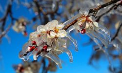 Zirai dondan etkilenen çiftçilere destek ödemesi