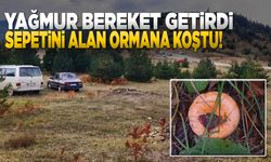 Sinop ormanlarında mantar bolluğu