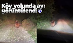 Sinop'ta köy yolunda koşan ayı görüntülendi