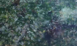 Sinop sahilinde denizanası yoğunluğu dikkat çekti