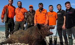 Sinop’ta köylülere zarar veren domuz avlandı