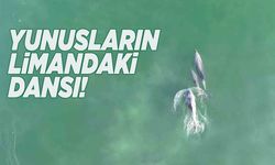 Yunusların balıkçılarla dansı kamerada