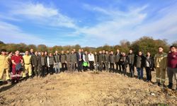 Sinop'ta 3 bin 860 fidan toprakla buluşturuldu