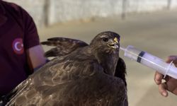 Sinop'ta yaralı bulunan şahin tedavi altında