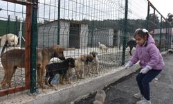 Hayvanseverler can dostlarını ziyaret etti