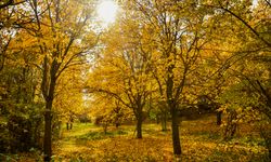 Dut bahçeleri sonbahar renkleriyle bezendi