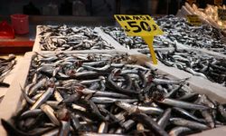 Hamsi bolluğu fiyatlara yansıdı