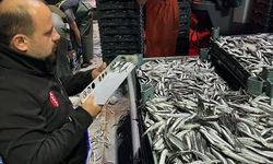 Hamsi denetimleri sürüyor