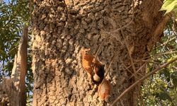 Mesire alanında sincaplar görüntülendi