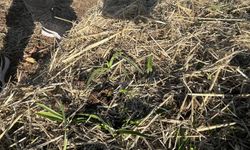 Samsun'da salep üretim alanlarına denetim