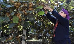 Tescilli Ordu kivisinde hasat devam ediyor