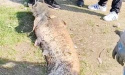 50 kiloluk dev balık şaşırttı