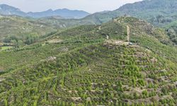 6 yıl önce dikilen fidanlar ormana dönüştü