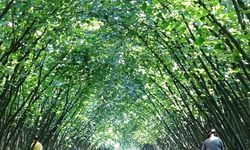 63 yatırımcıya fındık hasat filesi hibesi