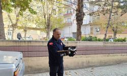 Ağaçta mahsur kalan kedi itfaiyeyi seferber etti