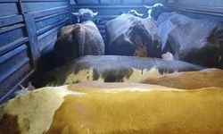 Büyükbaş hayvan çalarak mandıra çalışanını alıkoydular