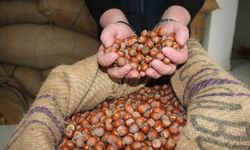Fındık fiyatları yükselişe geçti