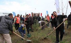 Gerze'de fidanlar şehit orman görevlileri anısına dikildi