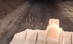 Keklik yavrularını gören operatör kontak kapattı
