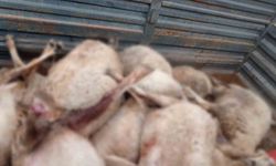 Kurtlar sürüye saldırdı, 30 küçükbaş ile 1 köpek telef oldu