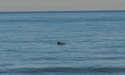 Ordu’da yunusların balık avı kamerada