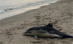 Sahile ölü yunus vurdu
