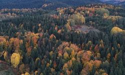 Sinop ormanlarında sonbahar güzelliği