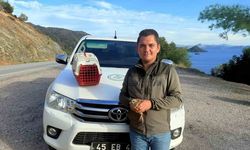 Yasadışı Kınalı Keklik satışına ceza