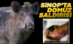 Sinop’ta domuz saldırısına uğrayan köpek yaralandı