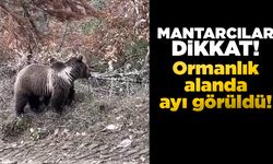 Mantar ararken ayıyla karşılaştı