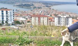 Sinop Çevre Dostları Derneği: “Besleme Yasağı Hukuka Aykırıdır”