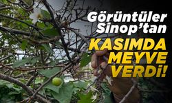 Kasımda meyve veren ağaç şaşırttı