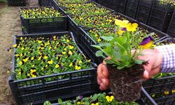 MEVSİMLİK (KIŞLIK) ÇİÇEK ALIMI YAPILACAK