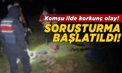 Çöp konteynerinde 9 telef olmuş köpek bulundu