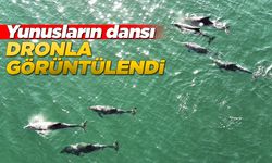 Karadeniz'de dolaşan yunuslar görüntülendi