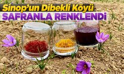 Dünyanın en değerli baharatı Sinop toprağında yetişiyor