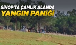 Çamlık alanda yangın çıktı