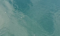 Sinop’ta sürü halinde dolaşan yunuslar görüntülendi