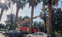 Sinop Belediyesi'nden ağaç budama çalışması