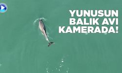 Sinop'ta yunusun balık avı kamerada