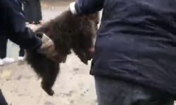 İtfaiye yavru ayı için seferber oldu