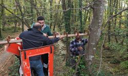 Bu köprü sincaplar için