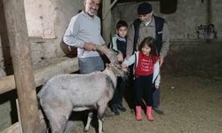 Dağ keçisi tedavisinin ardından doğaya salındı