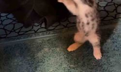 Yavru kedi camide cemaatle oyun oynadı
