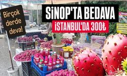 Sinop’ta toplanıyor, İstanbul’da kilosu 300 TL