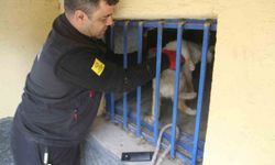 Açlıktan bitkin düşen kedi kurtarıldı