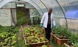 Sahil yosunlarından elde edilen gübreyle çilek yetiştirildi
